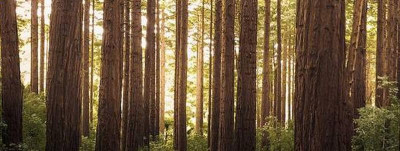 KOITMAA METSAKORRALDUS OÜ tegevusaruanne 2023