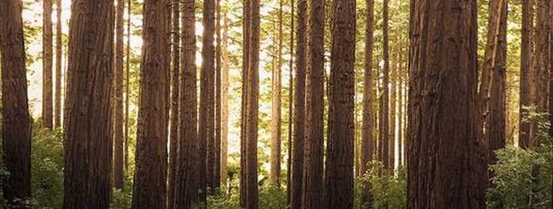 Koitmaa Metsakorraldus OÜ on asutatud 2017. aastal. Ettevõtte ...