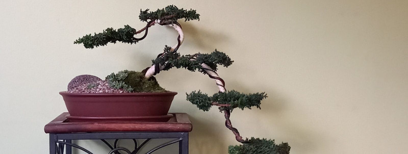 Kas bonsai valik sõltub minu isiklikust maitsest ja elukeskkonna tingimustest?