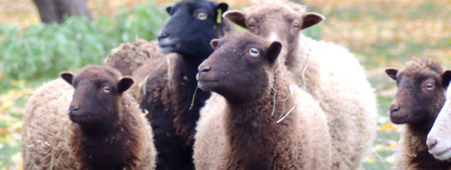 Ouessanti lammas, tuntud ka kui Bretagne'i kääbus, on tõug, ...