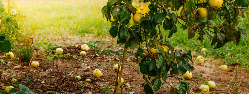 Kas teadsid, et viljapuude pügamine võib parandada saagi kvaliteeti?