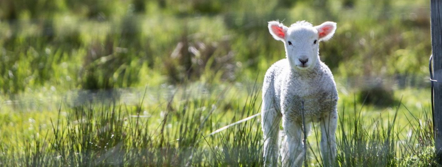 Lammaste maailm on täis müstikat, ilu ja lõpmatuid võimalusi. ...