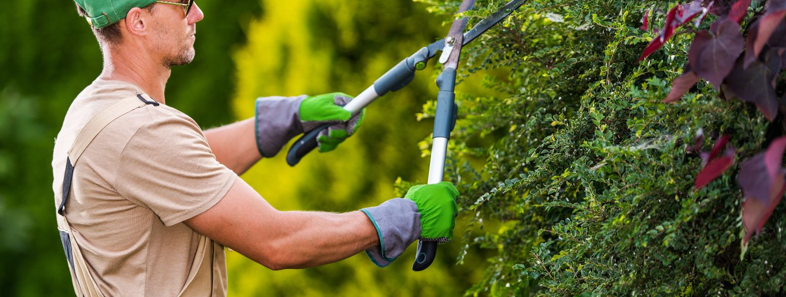 Introduction to Hedge Trimming and Its ImportanceHedge trimming is more than just a gardening chore; it's a critical aspect of landscape maintenance that contri