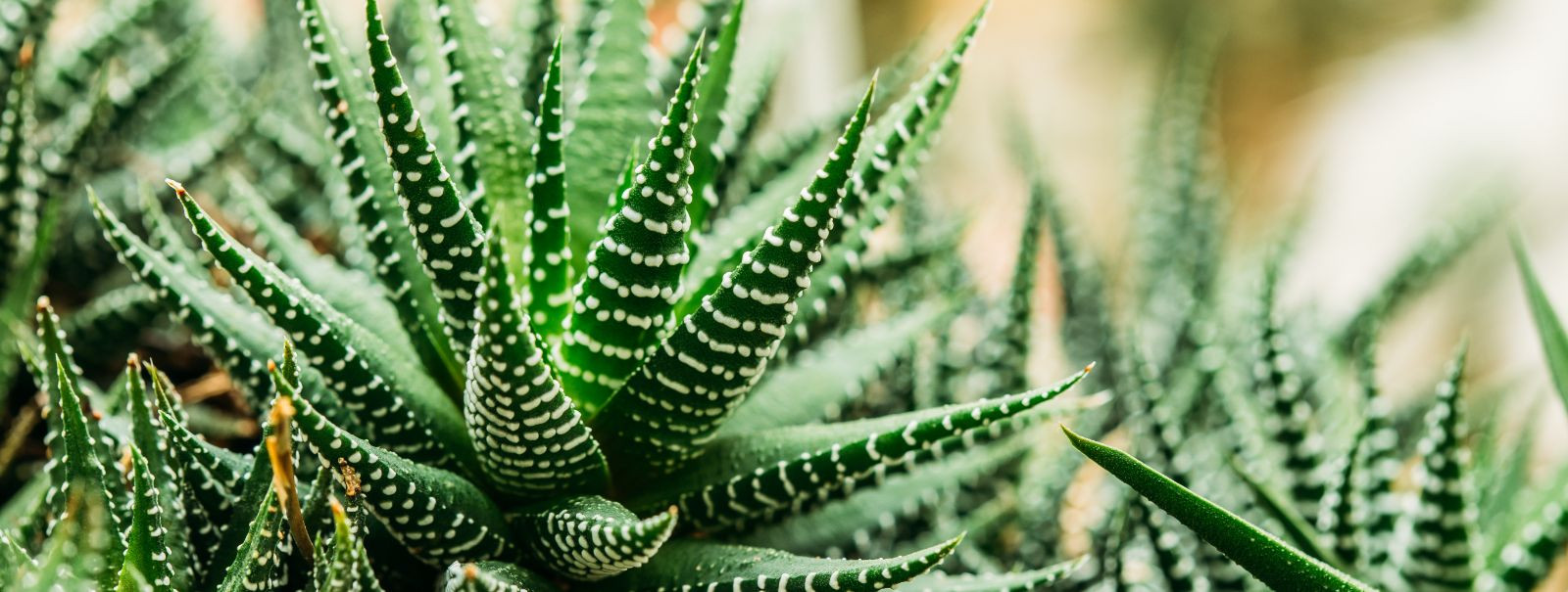 Active Aloe, also known as Aloe Barbadensis, is a potent extract from the Aloe Vera plant, renowned for its healing and soothing properties. Unlike regular aloe