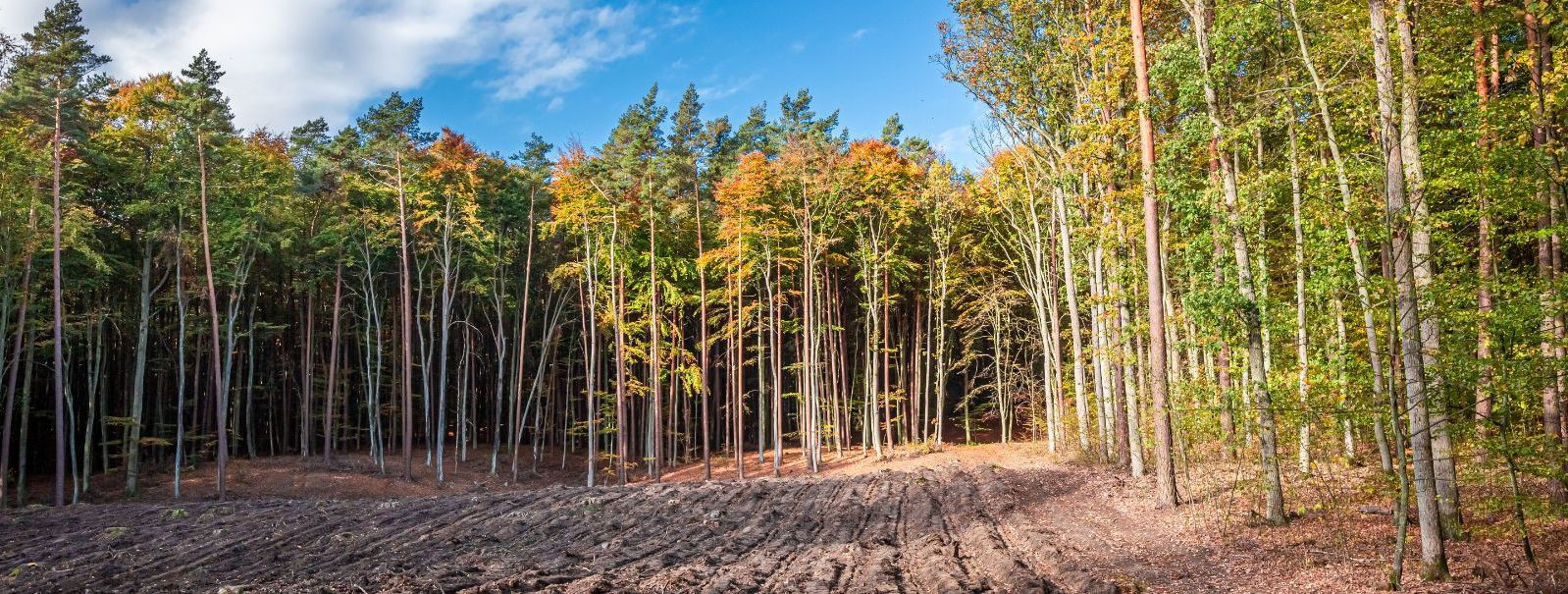 Metsad on meie planeedi tervisele eluliselt tähtsad, pakkudes ...