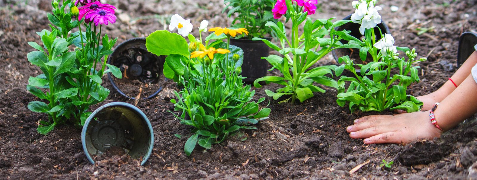 Hooajaline istutamine on taimede külvamise ja ümberistutamise praktika aasta kõige soodsamatel aegadel, et tagada optimaalne kasv ja saagikus. See hõlmab taimed