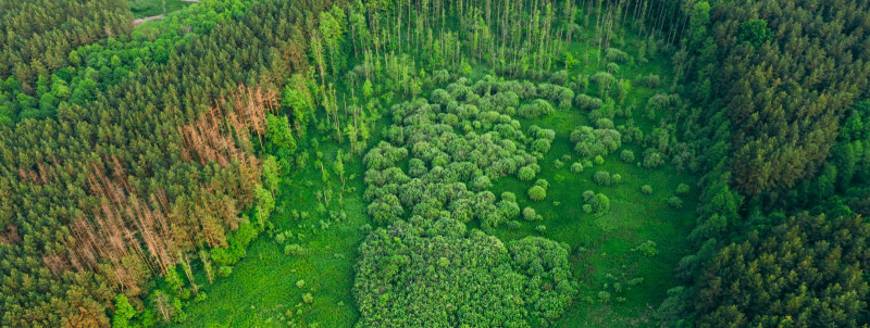 Kuidas hinnata oma metsa turuväärtust ja potentsiaali?