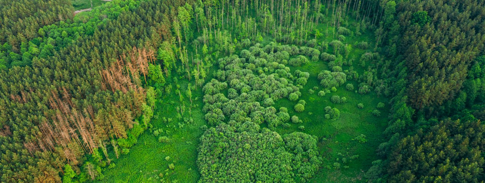 Eraomandis olevate metsade omanike jaoks on väljakutseks oma ...