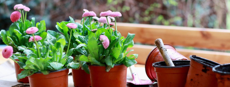 Kuidas hoolitseda oma potilillede eest