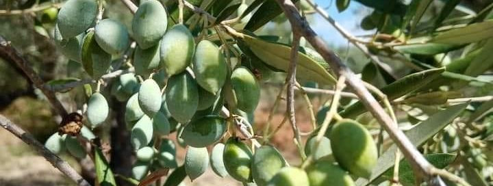 Oliivid on rohkem kui lihtsalt Kreeka köögi põhikomponent; ...