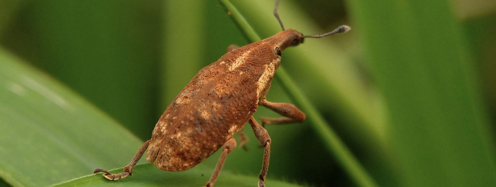 Metsad on elutähtsad ökosüsteemid, mis pakuvad arvukalt ökoloogilisi, majanduslikke ja sotsiaalseid hüvesid. Kuid neid ohustavad pidevalt kahjurid ja haigused, 