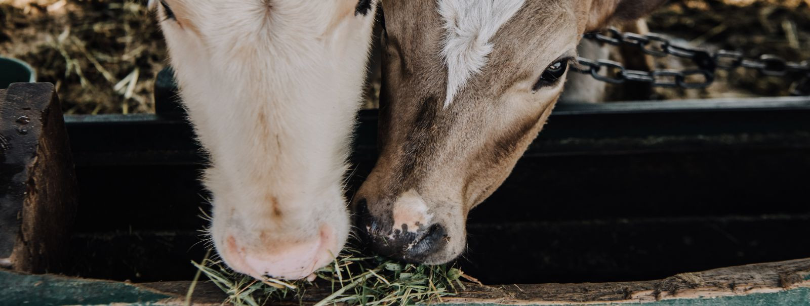 Keskkonnasõbralik sööt viitab kariloomade söödale, mis on toodetud viisil, mis minimeerib keskkonnamõju, toetab loomade tervist ja heaolu ning aitab kaasa jätku