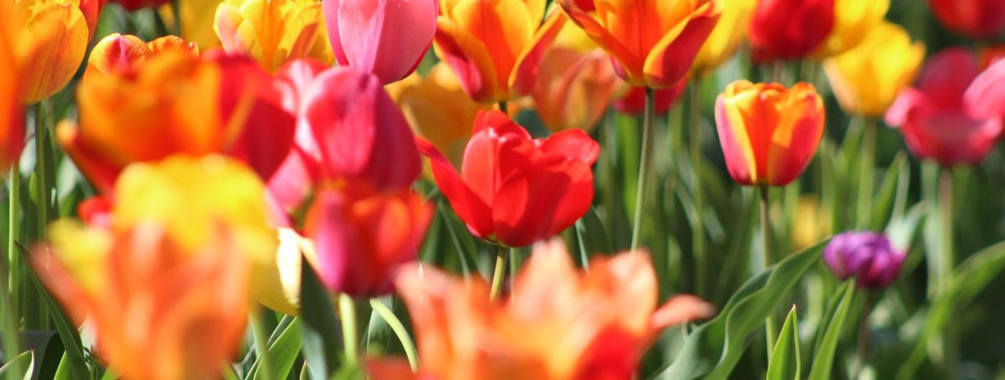 Koduõu on koht, kus loodus ja ilu kohtuvad, luues rahuliku ja ...