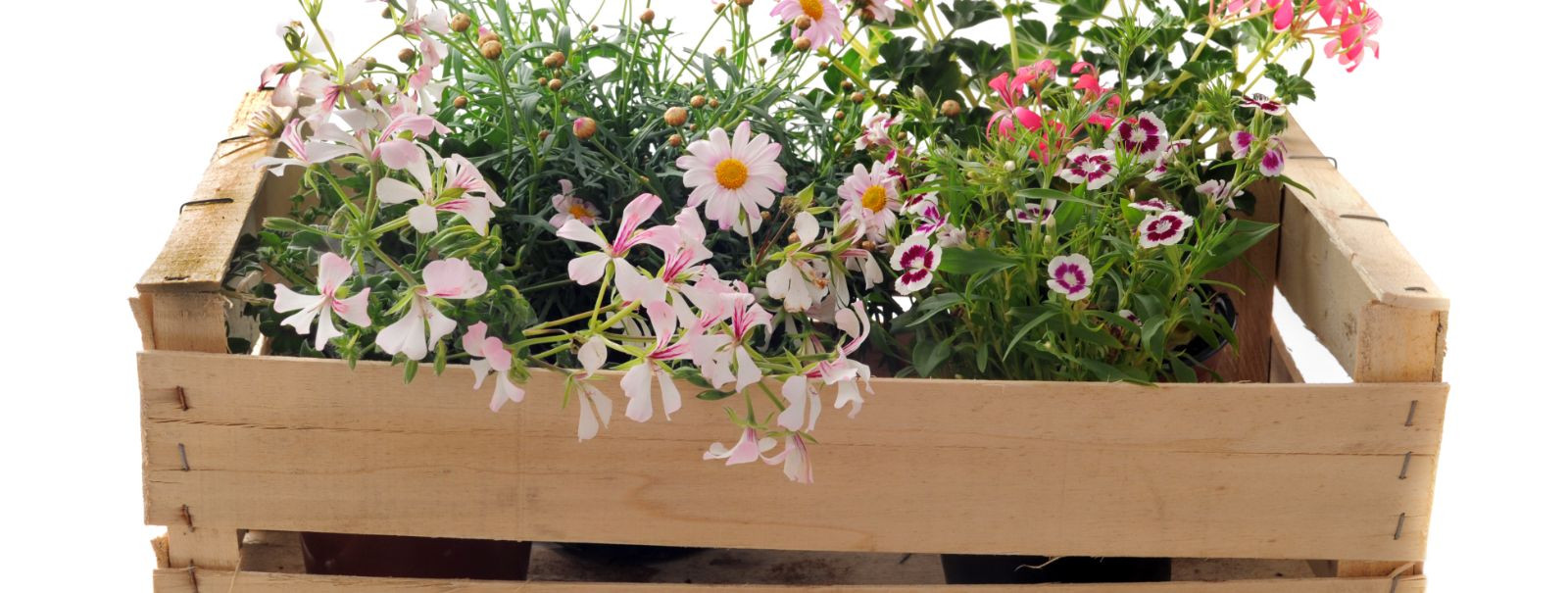 Transform your balcony into a serene oasis with these five unique wooden flower box ideas. Whether you're a seasoned gardener or a novice looking to add a touch