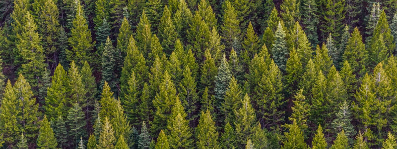 Kuidas metsakuivendus aitab parandada metsa tervist ja tootlikkust?