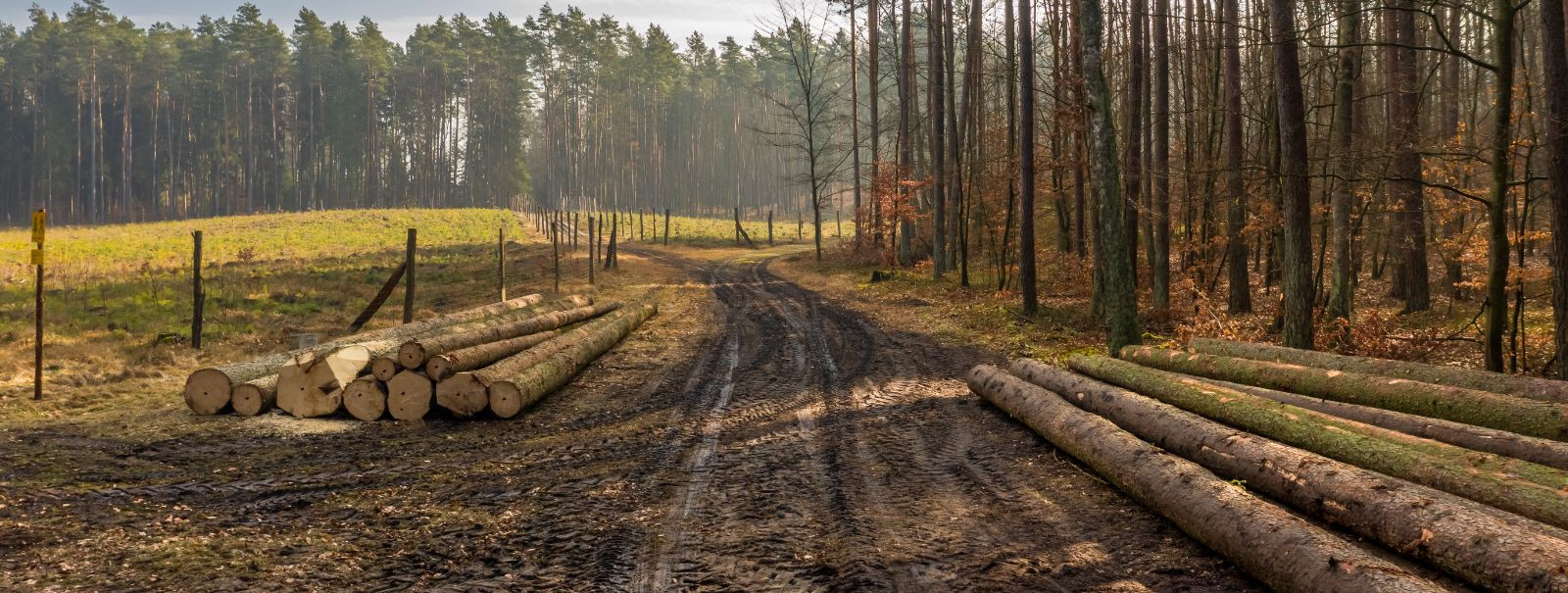 Metsandussektor seisab muutuste lävel, mida mõjutavad tehnoloogiline ...