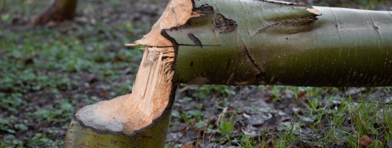 Kuidas oma kinnistult ohtlikke puid ohutult eemaldada?