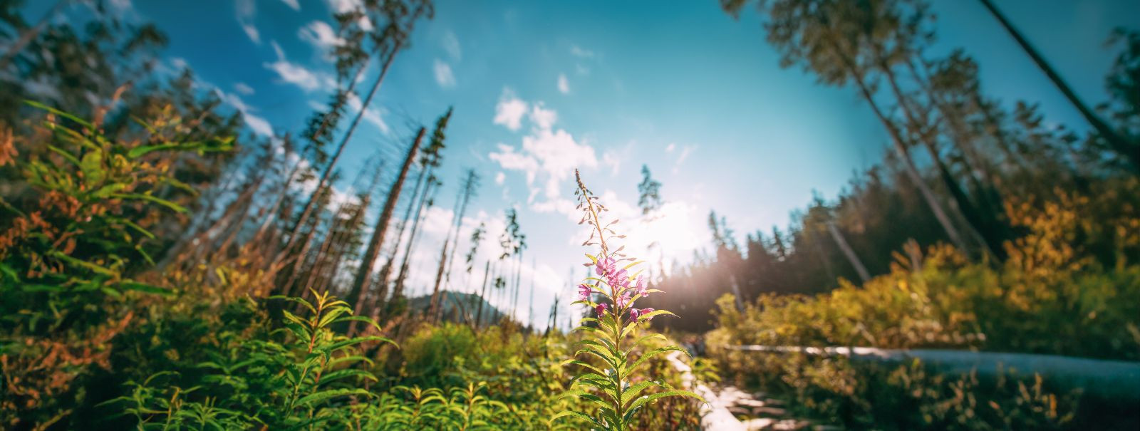 The path to a greener future is paved with the knowledge and skills imparted through practical training. As we face the pressing challenges of climate change an