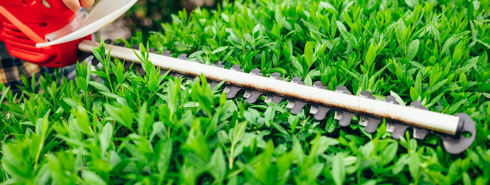Seasonal shrub cutting is a critical component of garden maintenance that ensures the health and beauty of your outdoor space. It involves the selective removal