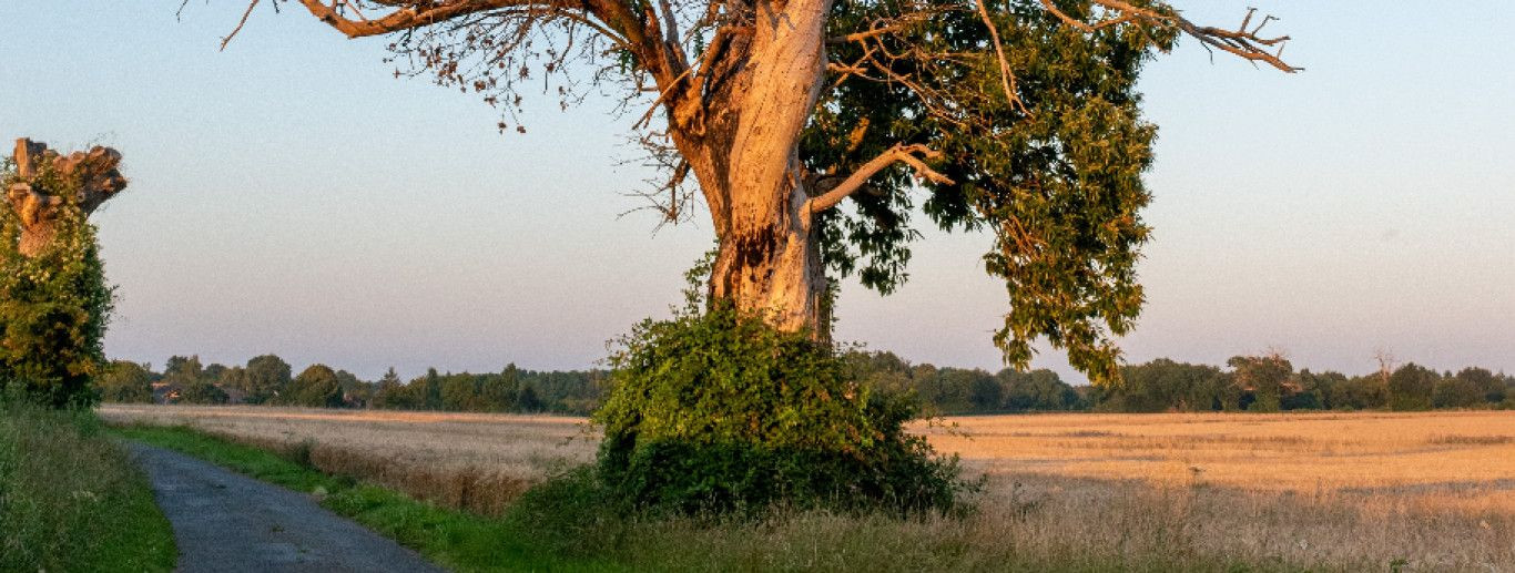 Hävinema hakanud puu märkamiseks on mitmeid märke, mida tuleks ...