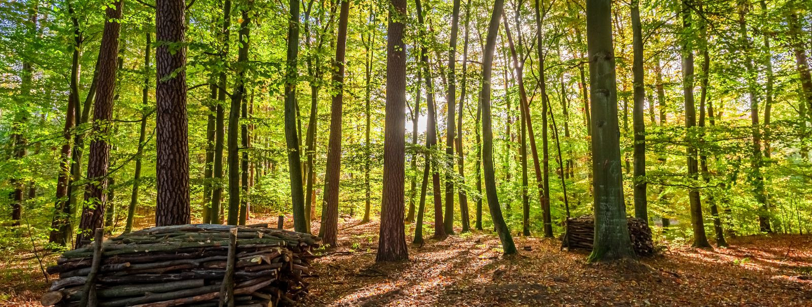 Üks peamisi tegureid, mis määravad teie metsa väärtuse, on seal sisalduva puidu kvaliteet ja maht. Kvaliteetne puit hästi majandatud metsadest võib turul saavut