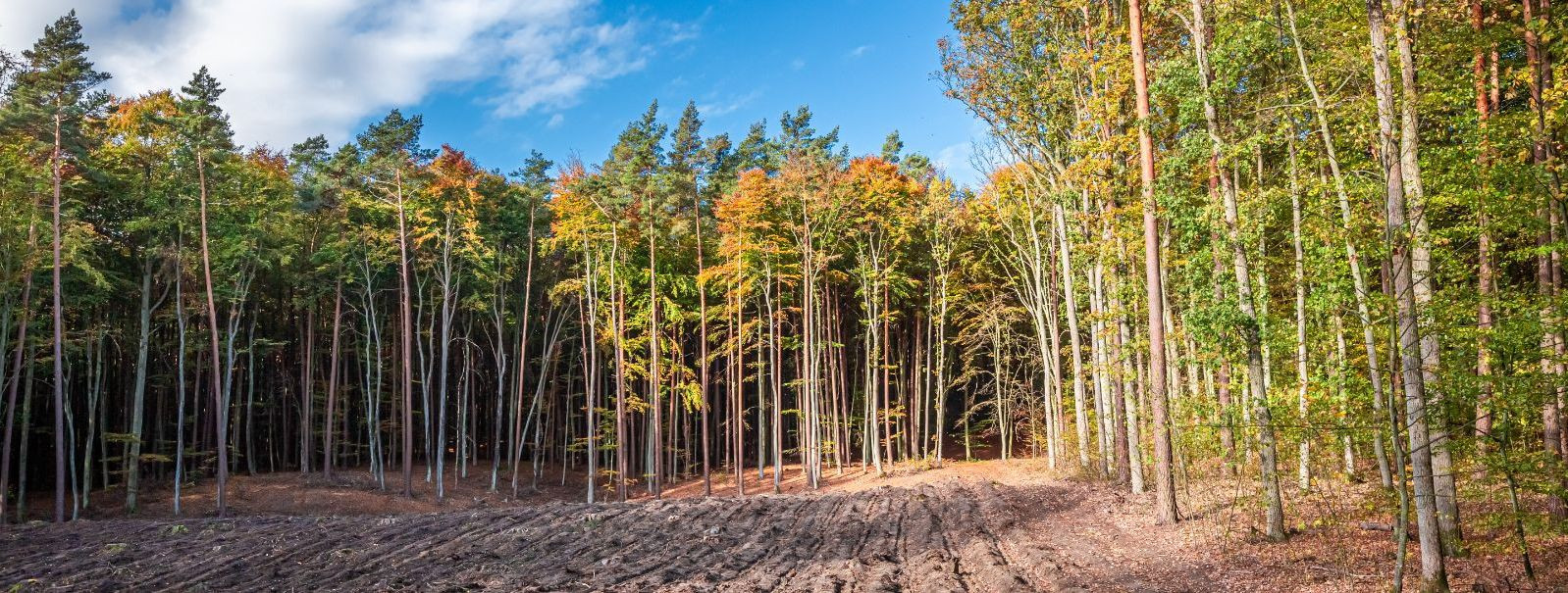 Metsad ei ole ainult elutähtsad ökosüsteemid, vaid ka väärtuslikud varad erametsaomanikele, institutsionaalsetele investoritele ja puidufirmadele. Nende varade 