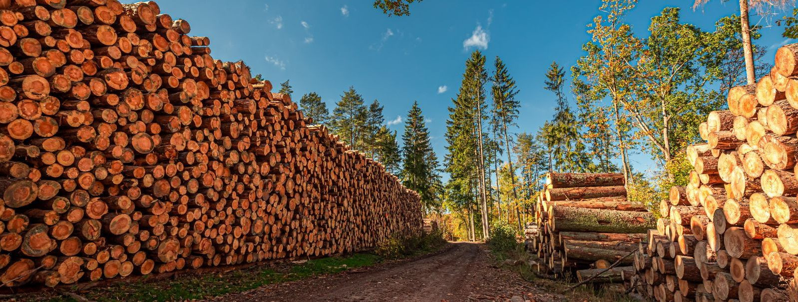 Metsad on meie planeedi tervisele hädavajalikud, pakkudes olulisi ...