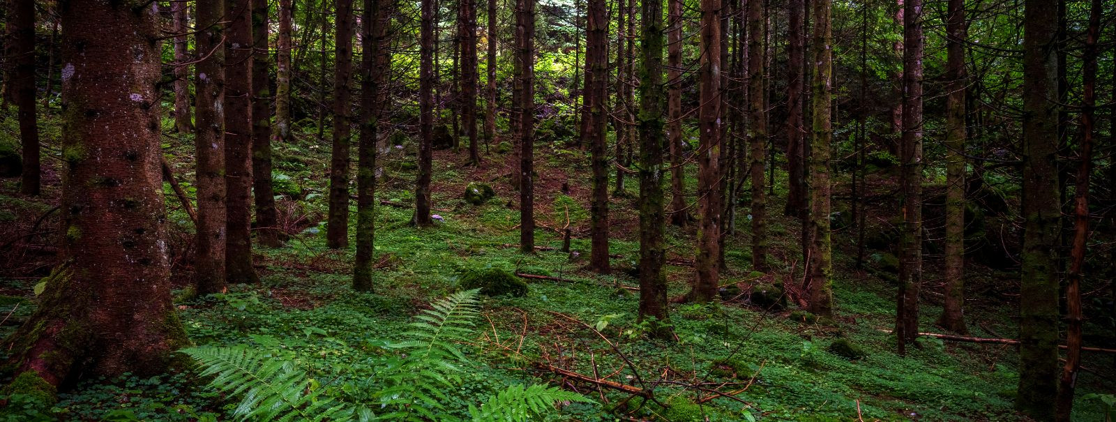 Metsad on elutähtsad ökosüsteemid, mis pakuvad arvukalt ökoloogilisi, ...