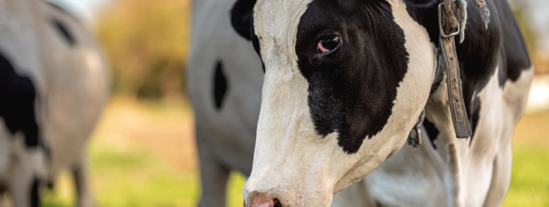 Kuidas tagada piimalehmade toitumises energiaoptimeeritus ilma tervist ohustamata?