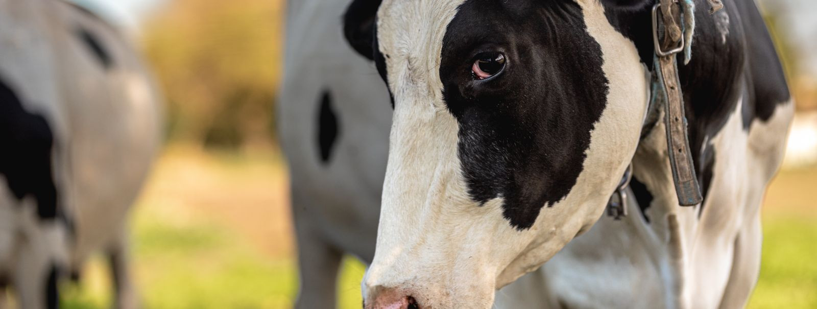 Piimatootjate eesmärk on selge: maksimeerida piimatoodangut ilma ...