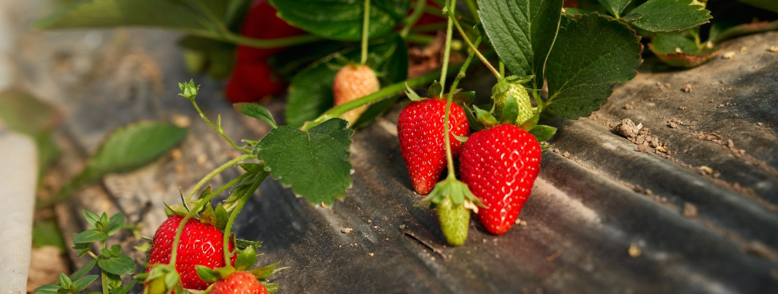 Strawberries are not just a delicious fruit; they are a multi-faceted plant that requires careful attention and specific conditions to thrive. Understanding the