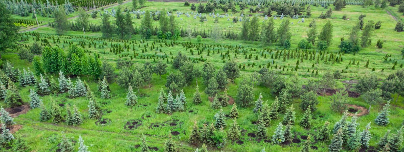 Metsad on meie planeedi tervisele eluliselt tähtsad, pakkudes ...