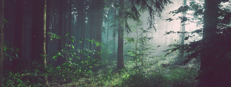 Kuidas tasakaalustades kasvu ja tervist oma metsas?