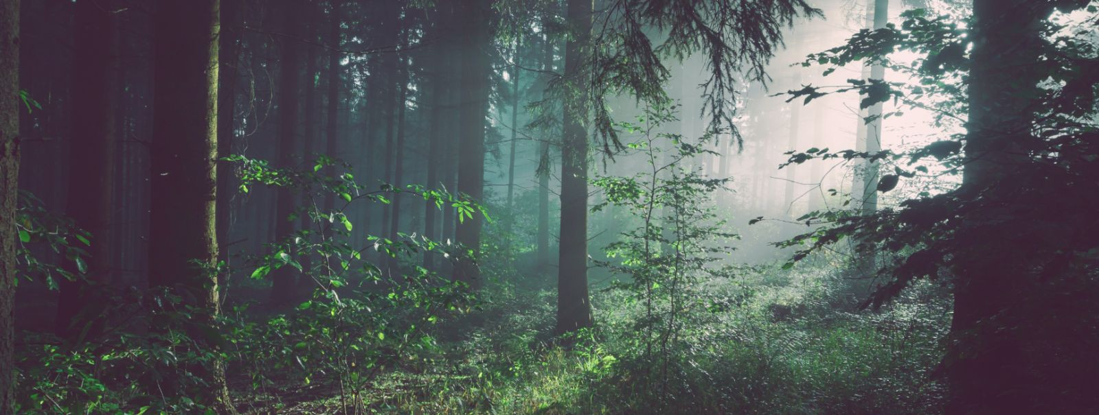 Hõrendamine on metsamajanduse praktika, mis hõlmab puude selektiivset eemaldamist, et parandada metsa tervist ja tootlikkust. Konkurentsi vähendamine ressurssid