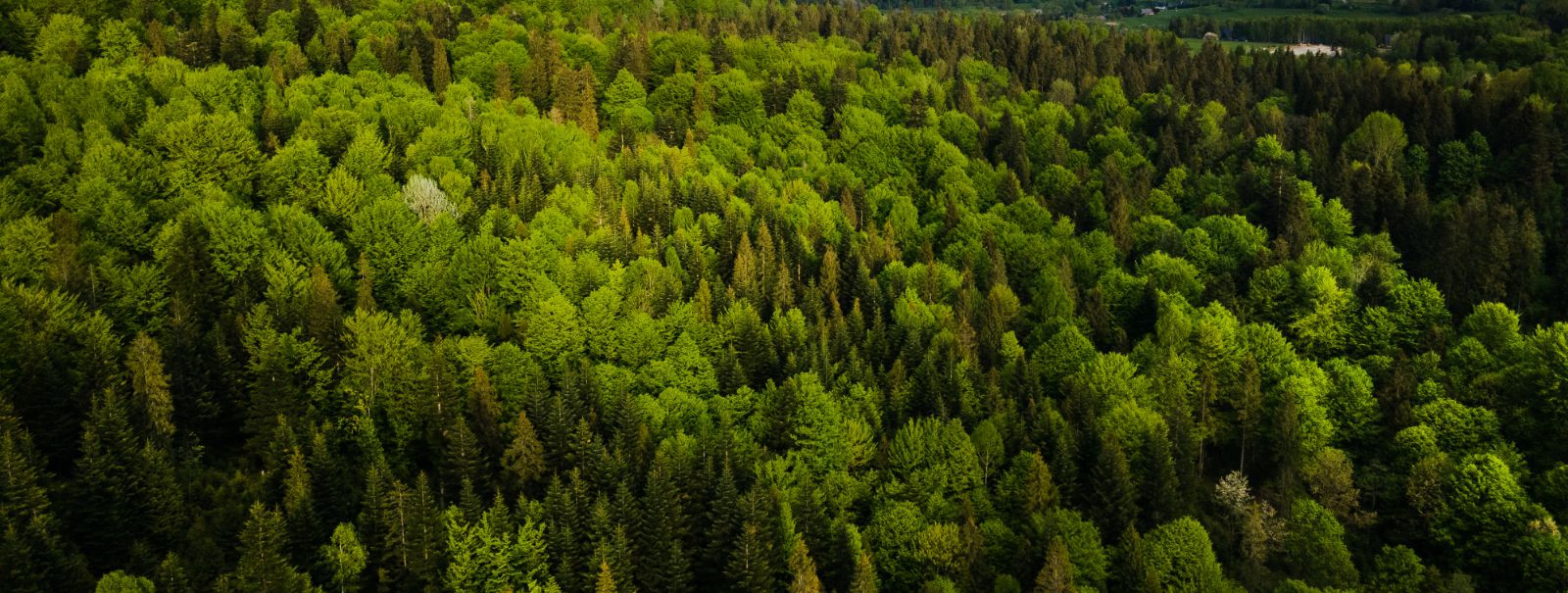 Jätkusuutlik metsandus on majandamisfilosoofia, mis tasakaalustab keskkonnakaitset, sotsiaalset vastutust ja majanduslikku elujõulisust. See tähendab meie praeg