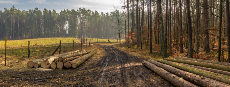 Kuidas toob kasu jätkusuutlik metsamajandus Teile ja planeedile?