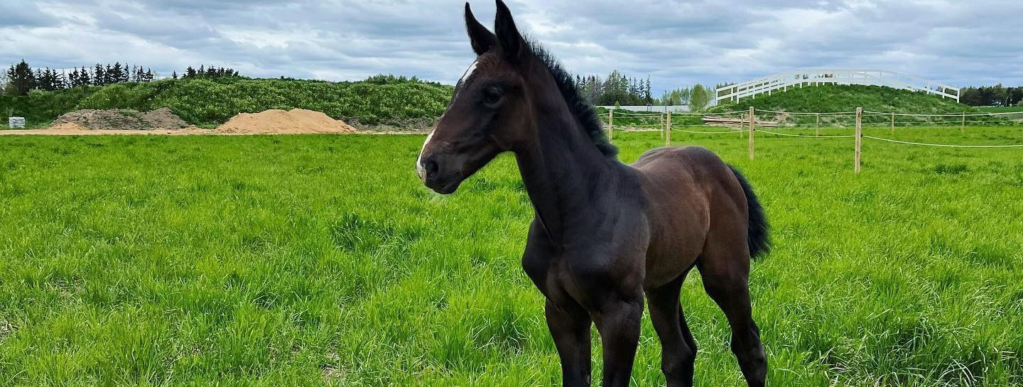 For professional equestrians, horse breeders, and equine sports enthusiasts, the quest for excellence begins with the right training environment. At GRAMINA STU