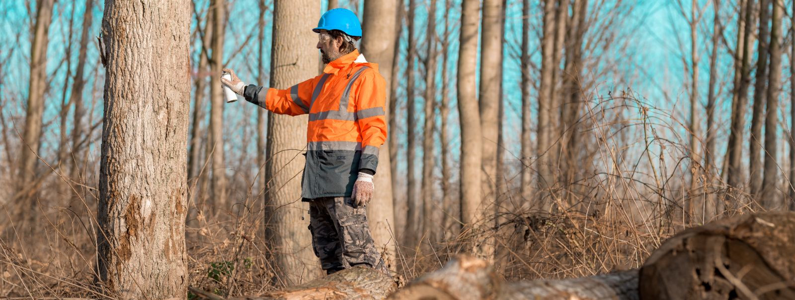 Raiumisõigused, tuntud ka kui puidutöötlusõigused, viitavad juriidilisele loale, mis antakse isikule või ettevõttele, et koristada puitu kindlast metsaalast. Ne