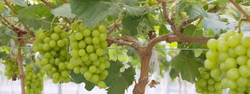 Kuidas valida õige asukoht oma viinamarjaistandusele?