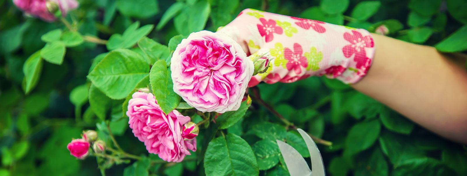 Roosid on sajandeid aednike südameid võitnud oma ajatu ilu ja ...