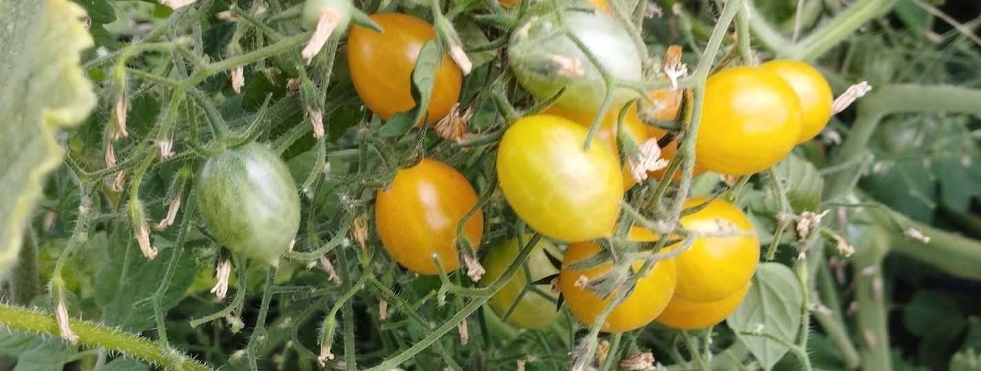 Tomatitaim on mitmekülgne ja tasuv saak nii algajatele kui ka kogenud aednikele. Pärit Lõuna-Ameerikast, on see saanud aedade põhikomponendiks üle kogu maailma.