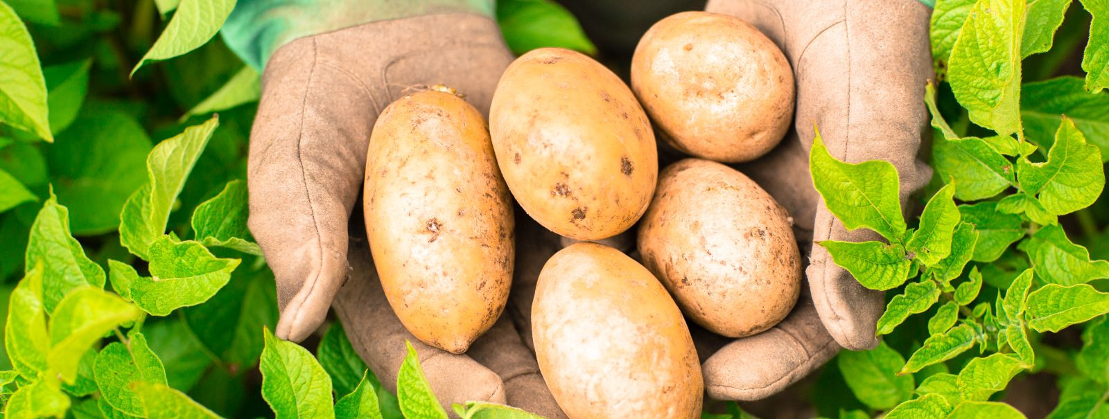 Seemnekartulid ei ole lihtsalt suvalised kartulid, vaid need on ...
