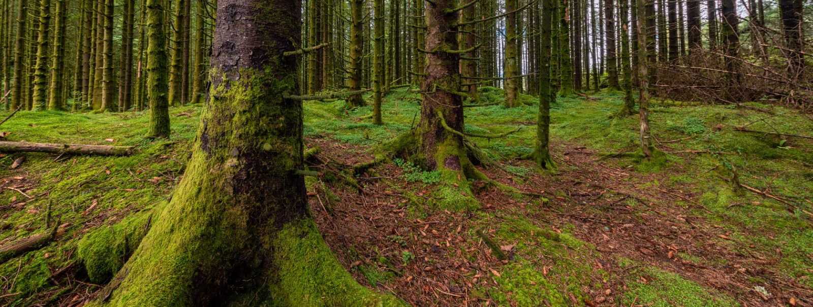Valikraie on metsanduspraktika, kus raiutakse ainult teatud puid, ...