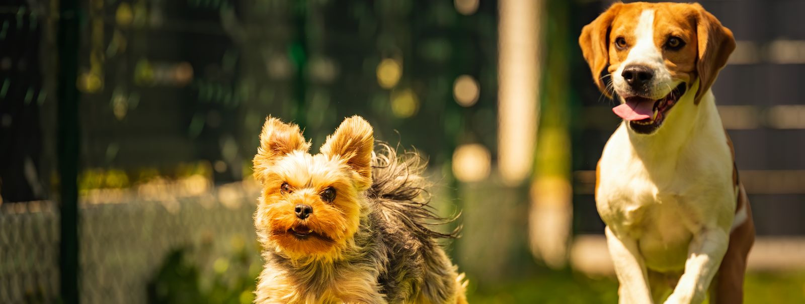 Preparing your dog for boarding is a crucial step in ensuring a stress-free experience for both you and your pet. Proper preparation can help your dog adjust to