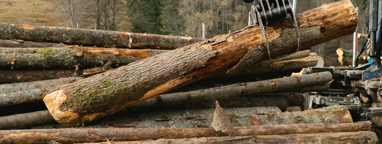 Metsaraieteenused on hädavajalikud globaalse nõudluse rahuldamiseks puidutoodete järele. Kui neid tegevusi ei juhita vastutustundlikult, võivad need põhjustada 