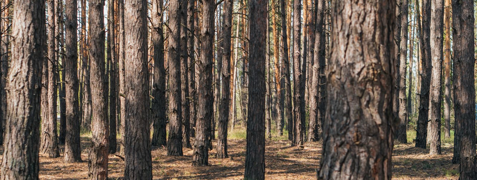 Metsad on väärtuslikud loodusressursid, mis pakuvad mitmeid hüvesid, sealhulgas puidu, toidu, elupaikade ja ökoloogiliste teenuste näol. Õige metsamajandamine o