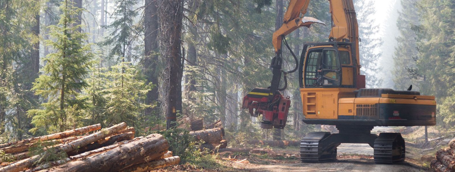 Metsade majandamise valdkonnas mängib kultuuriline hooldus keskset ...