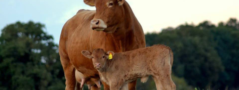 Limousine cattle:  the gold standard in beef production