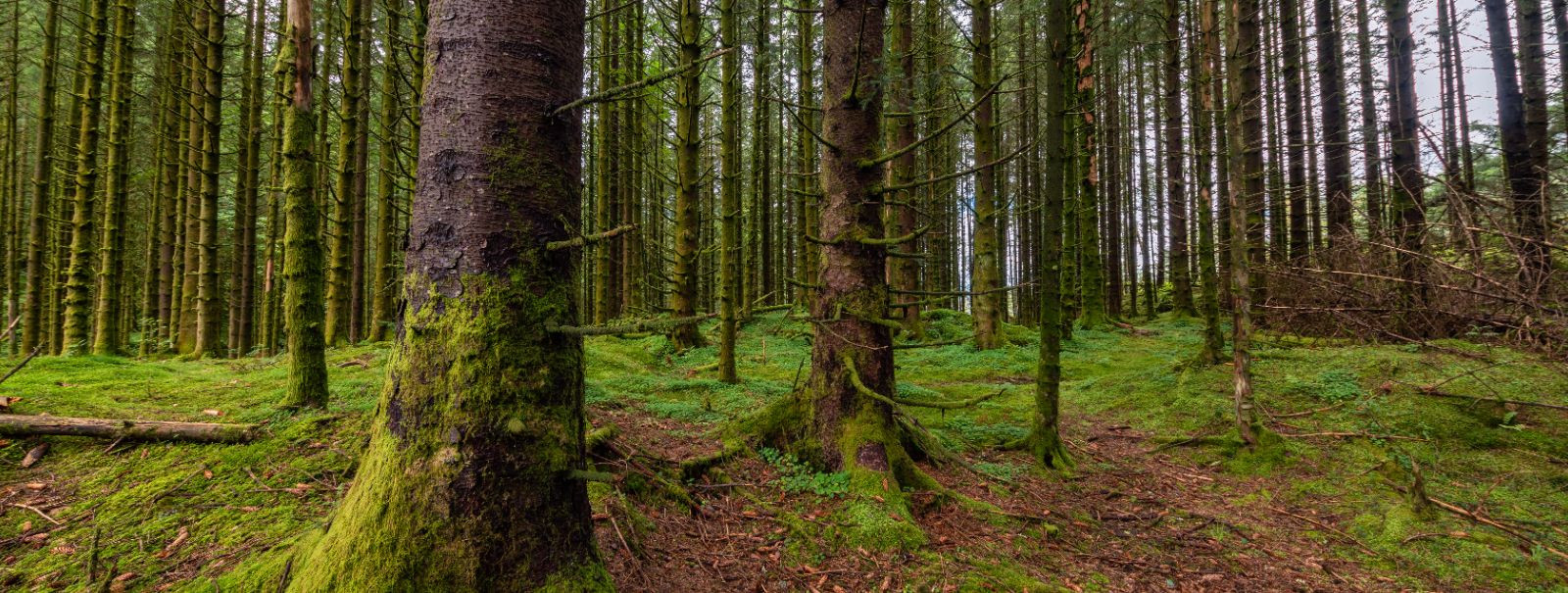 Mr Metsatööd OÜ tegutseb alates 05.2011a. Tegevusalaks on metsa ülestöötamisteenuse osutamine, tegevuspiirkond on Eesti Vabariik ja euroopa naaberriigid. Ettevõ