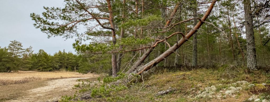 Eesti loodus on täis põnevaid ja avastamata saladusi, mis peidavad end sageli just meie igapäevase pilgu eest. Nõva piirkond, mis on tuntud oma kaunite männimet